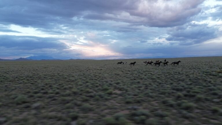 702dc7bd-ee6e-42f5-8177-03067dc3d888_Wild-horses-near-property