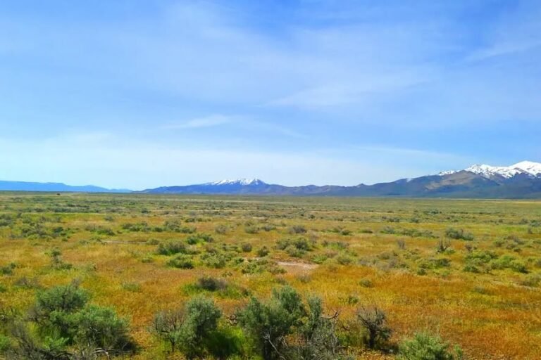 Buena Visty Valley Stock